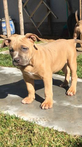 Filhotes de American Bully - Foto 3