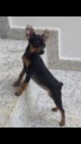 Mine filhote de pinscher zero ,vc se apaixona corra e aproveite  - Foto 3