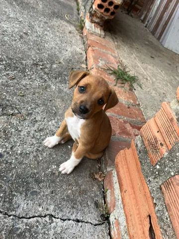 Cãobeleireiro BANHO E TOSA - Luiza ✂️ #sorocaba #sorocabacity #sorocabasp  #sorocabaeregiao #dog #caobelereiro #cãobeleireirobanhoetosa  #filhadequatropatas #filhodequatropatas #filhopet #pet #petshop  #petshopsorocaba #petlove #pets #banhoetosasorocaba