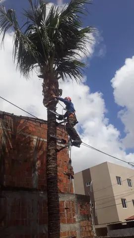 Poda Corte e remoção de árvores ?  - Foto 5
