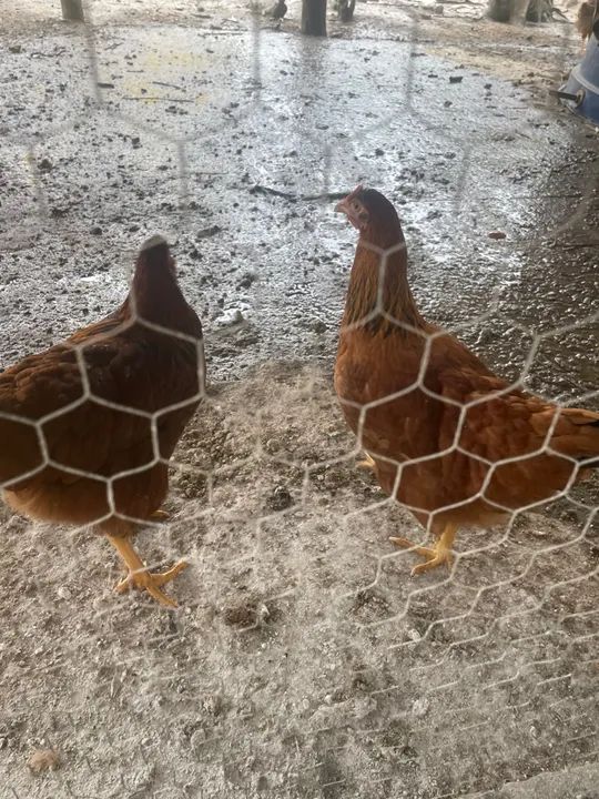 Galinhas e Pintainhas Embrapa 51 - Foto 3