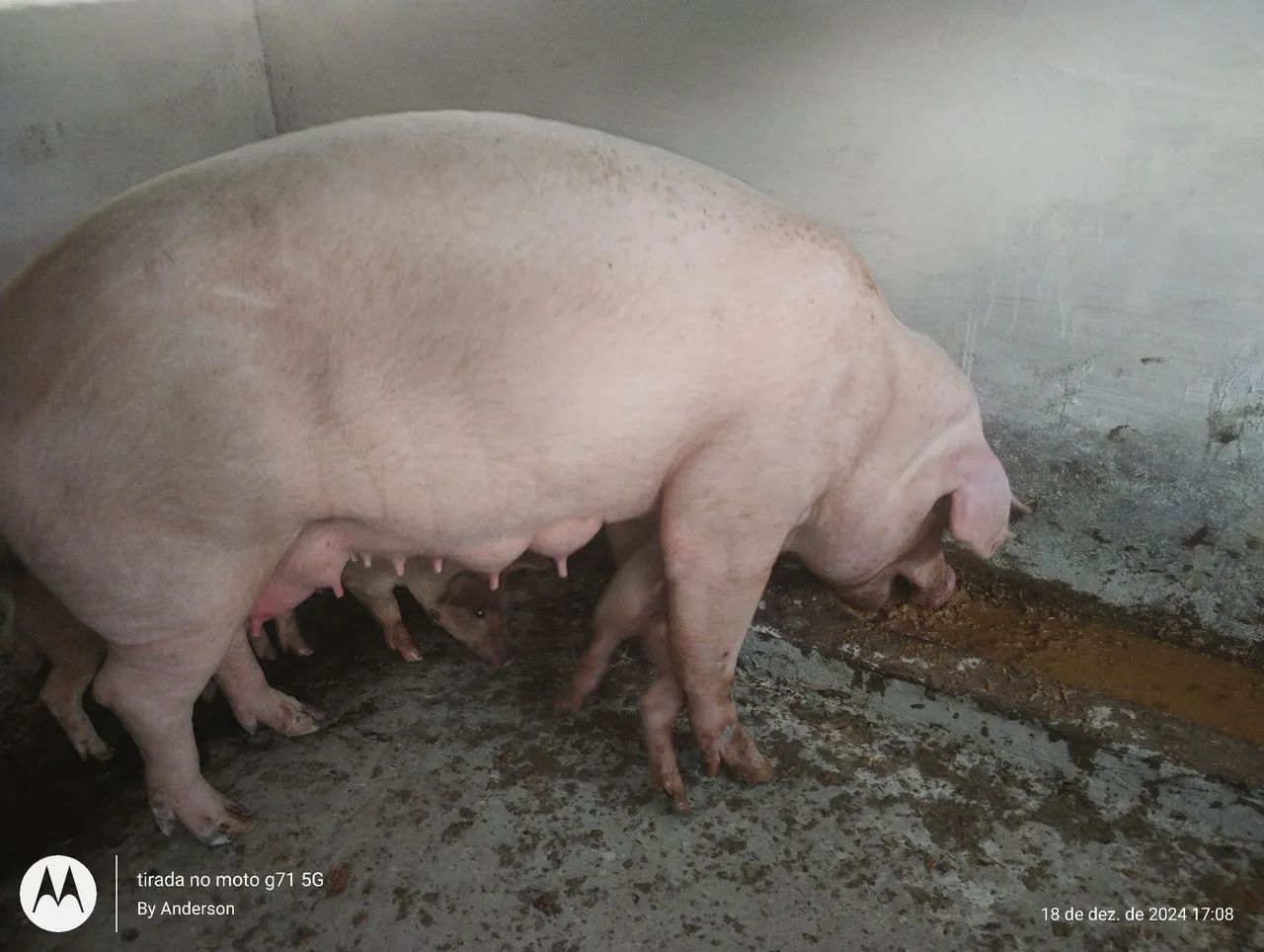 Bacurinhos porcos - Foto 3