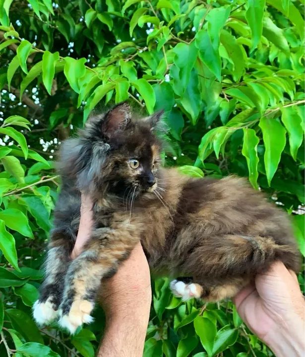 Gatinha Maine coon Tricolor - Foto 4