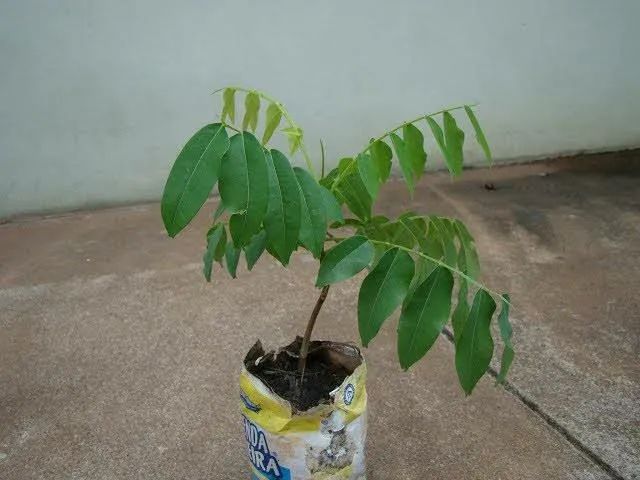 Muda de Baru Amendoim de Pé