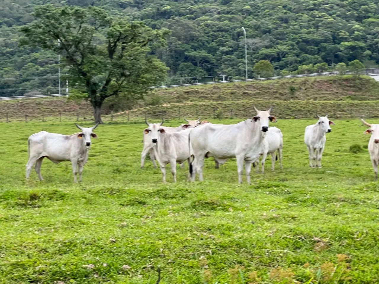Novilhas e vacas brahman/nelore  - Foto 4