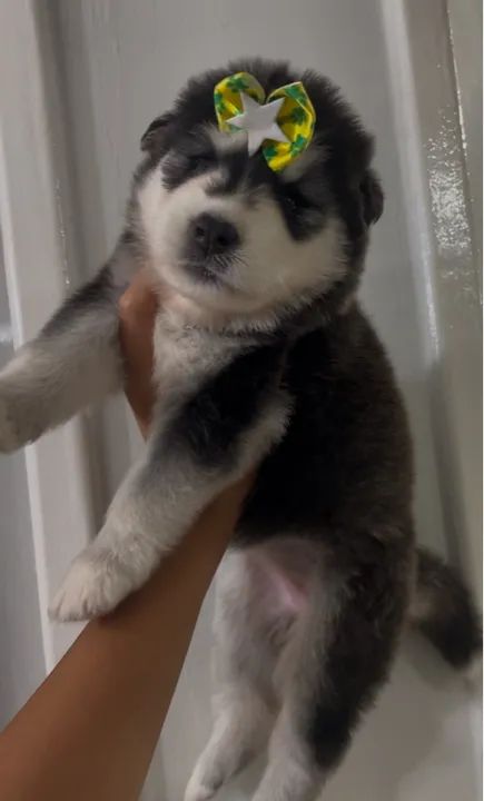 Filhote Husky Siberiano - Foto 2