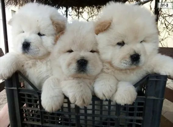 Chow chow filhotes  - Foto 4