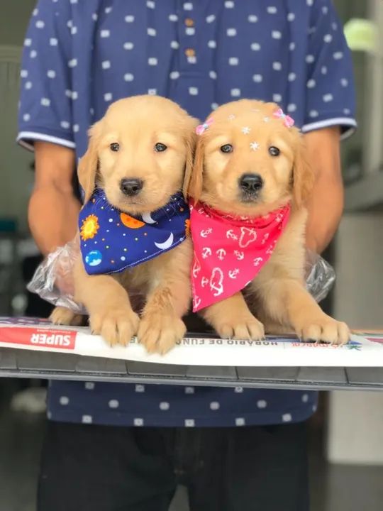 Golden Retriever, a mais raça desejada para Companhia. - Foto 3