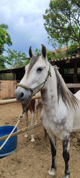 Cavalo mangalarga marchador lindo - Foto 4