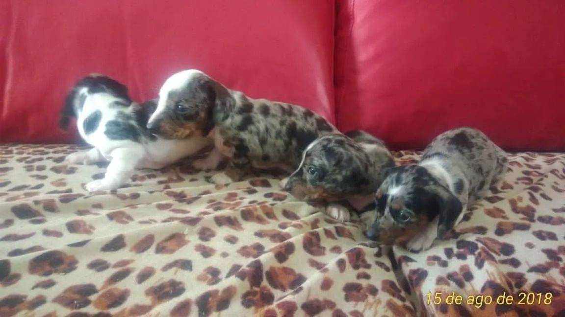 Filhote Dachshund arlequim  - Foto 5