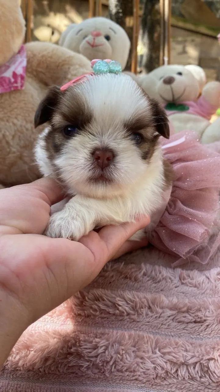 Filhote Shih Tzu fêmea