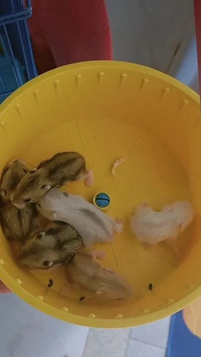 Hamster filhotes  - Foto 3