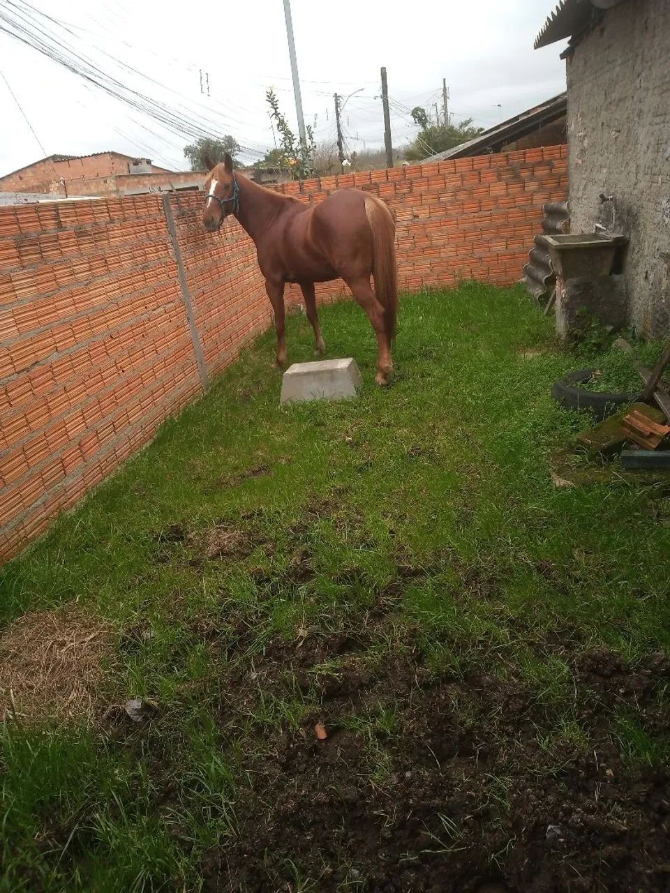 Égua quarto de milha com mangalarga  - Foto 2