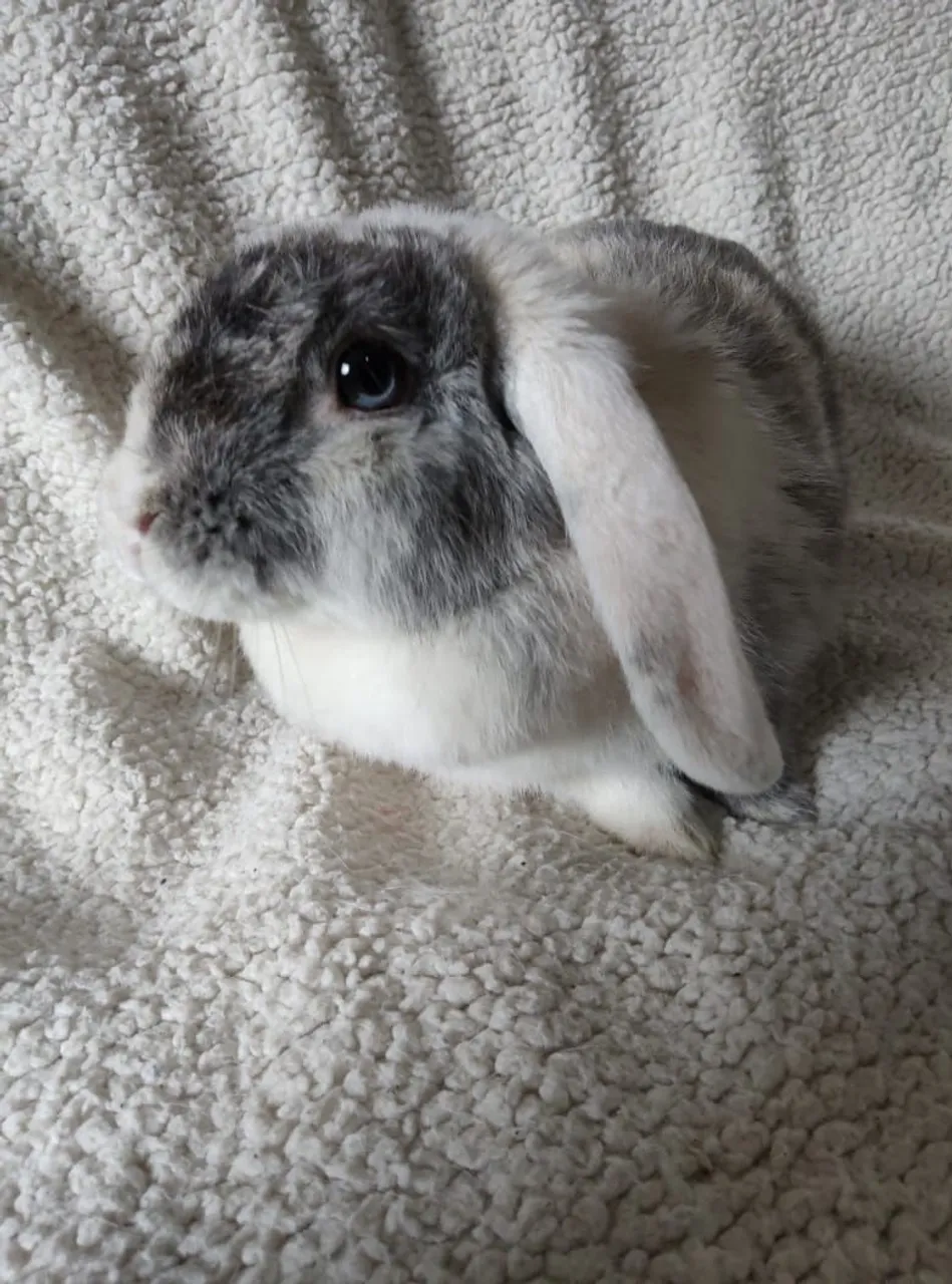 Coelha mini lop pelagem MAGPI