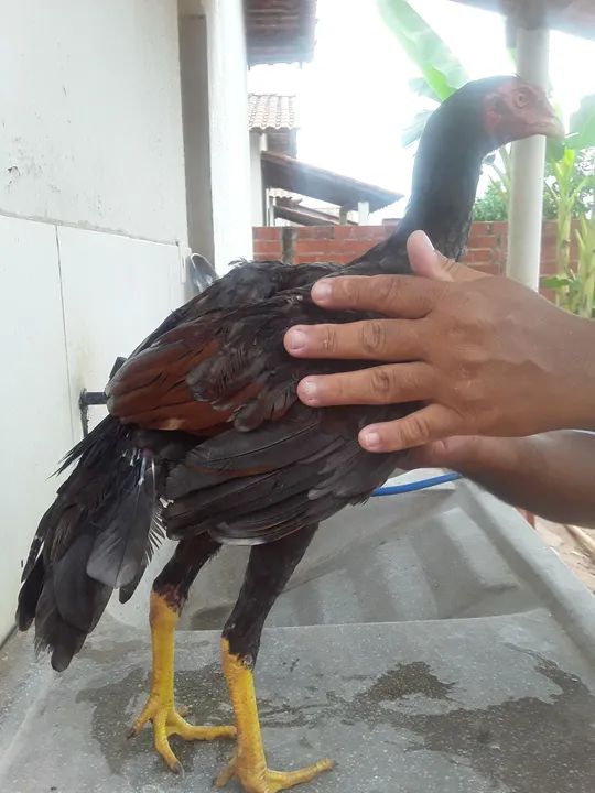 FRANGUINHOS DE RAÇA  - Foto 4