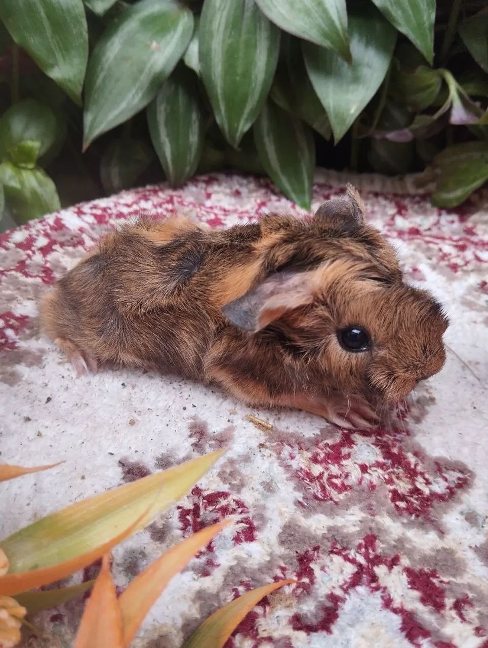 Filhote de Porquinho-da-Índia angorá  - Foto 3