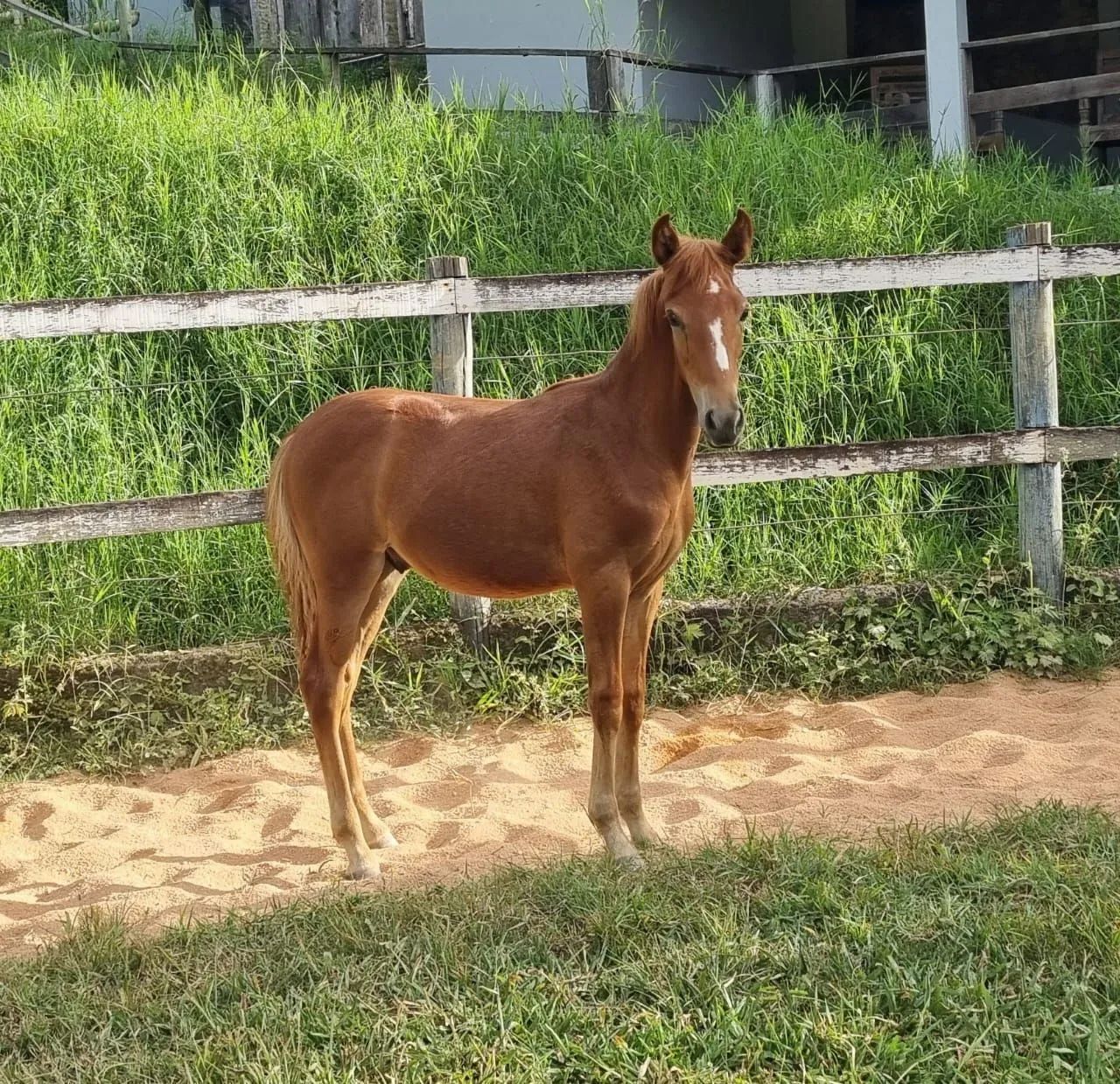 Oportunidade!!! 02 potros registrados filhos do Fajardo do Timbó!!!!! - Foto 5