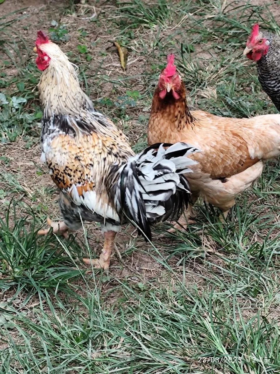 Galinhas e Galo caipiras