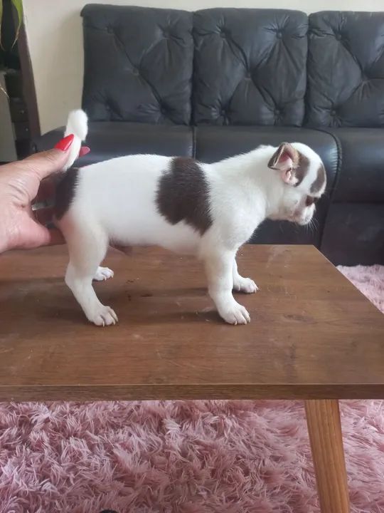 Macho chocolate com branco  - Foto 3