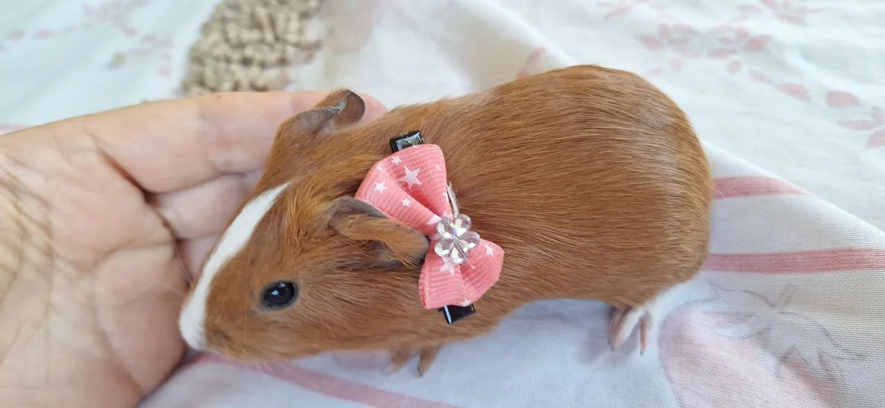 Porquinho da Índia femia  - Foto 3