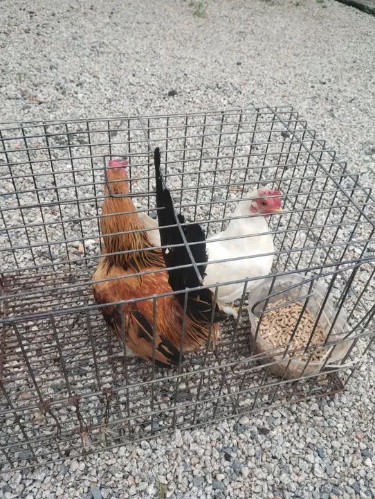 Casal de garnize  - Foto 4