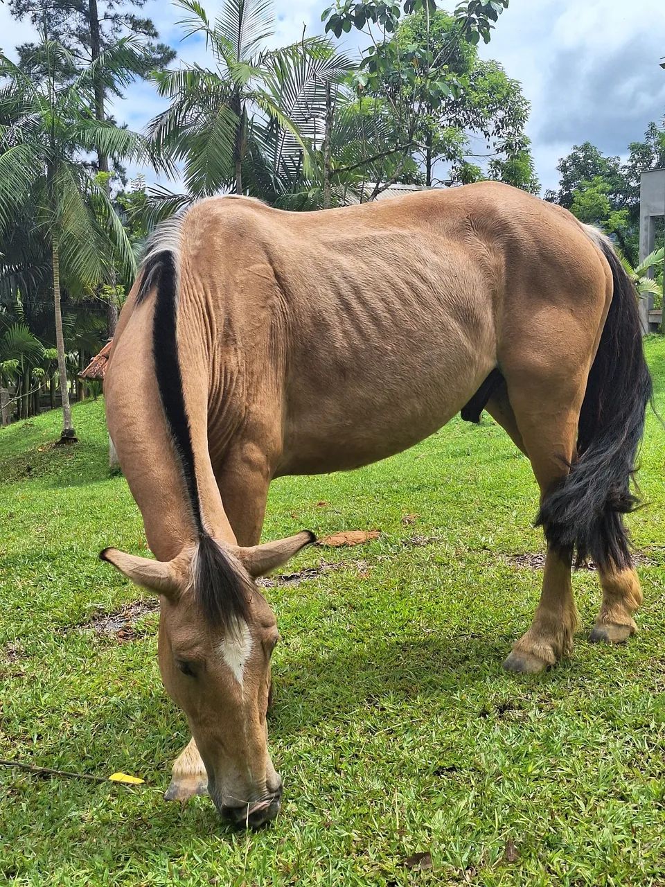 Vendo cavalo crioulo e um pônei 