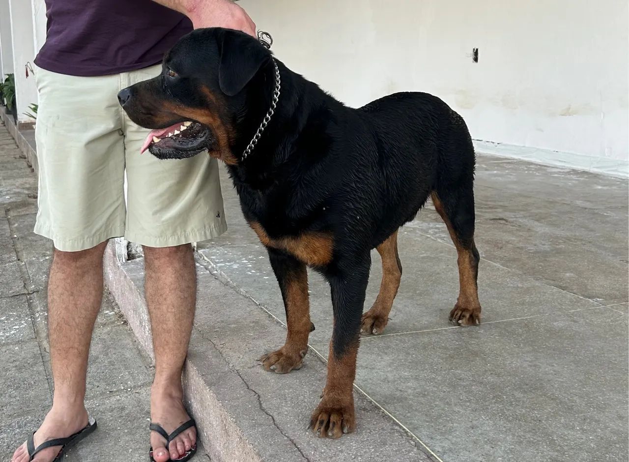 Rottweiler para cruza  - Foto 2