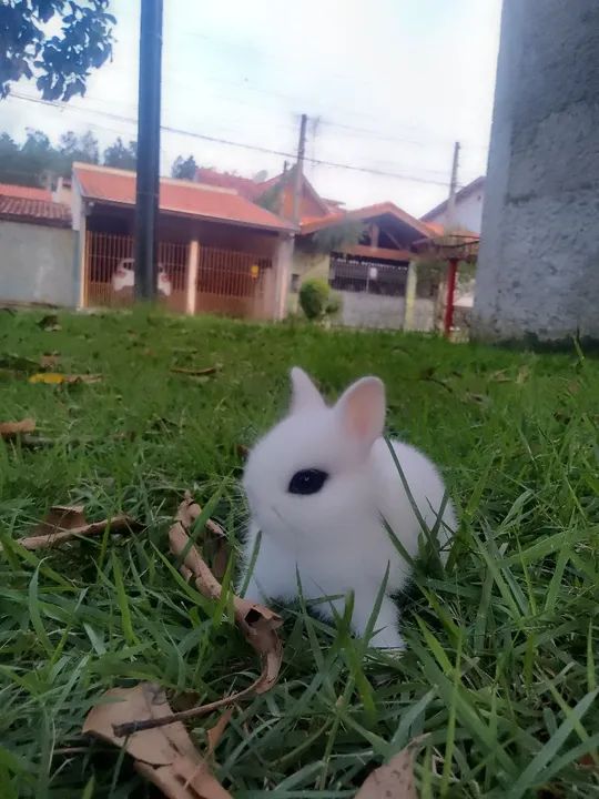 Vende-se coelho anão importado  - Foto 2