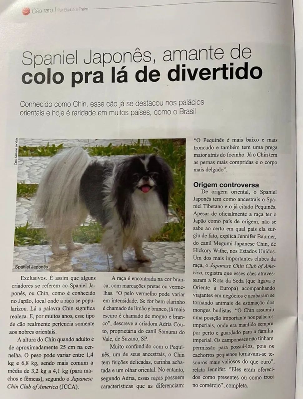 Spaniel Japonês machinho (raça rara no Brasil) - Foto 4