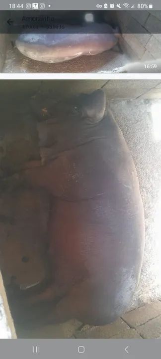 Porco ? macau capado.  - Foto 2