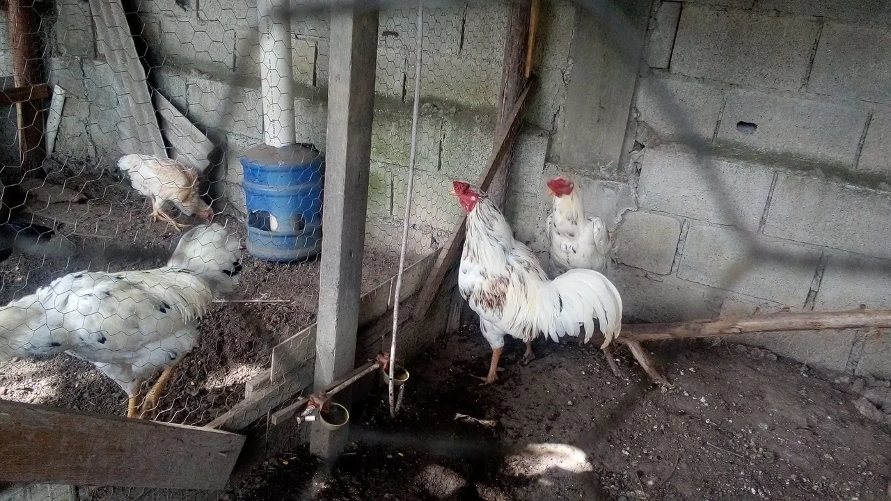 Galo índio branco a venda só ,120 Reais 