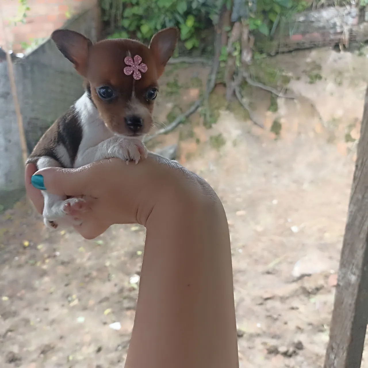 Mini Pinscher zero