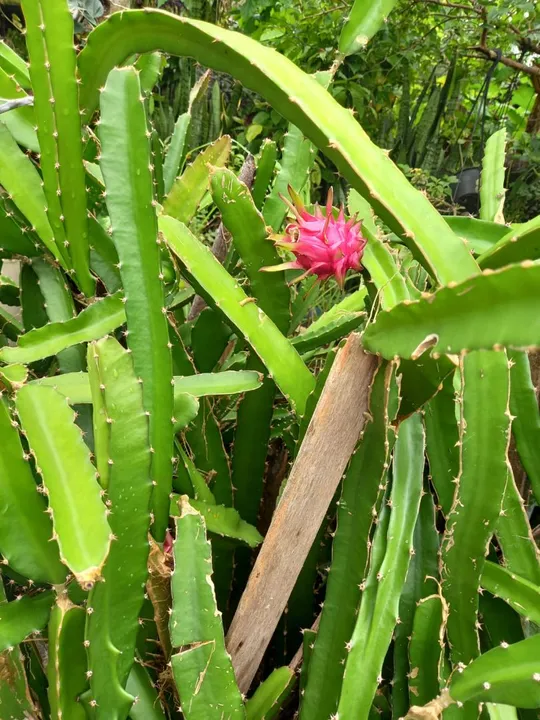 Pitaya da vermelha