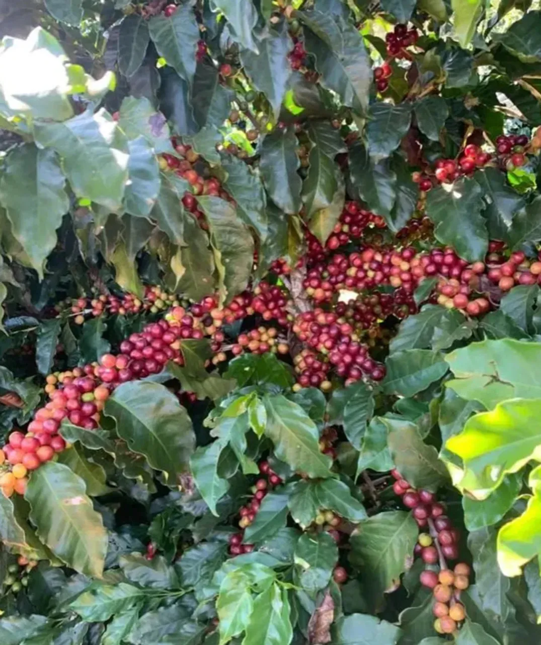 PROPRIEDADE COM CAFE EM LAJINHA DE PANÇAS
