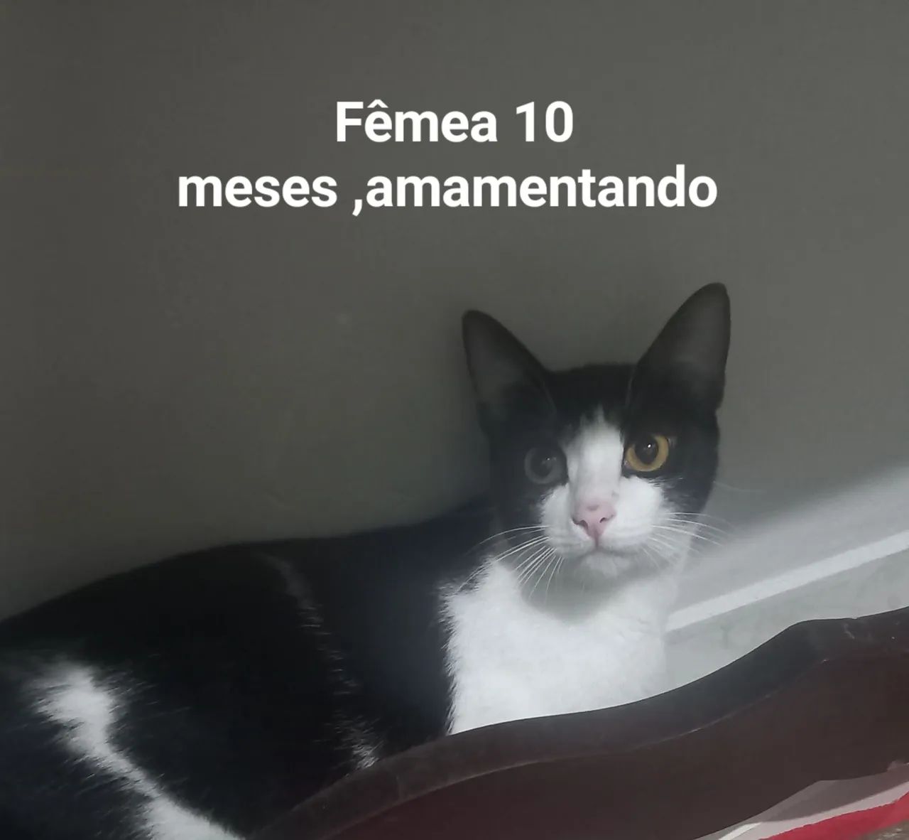Doação de gatos - Foto 2