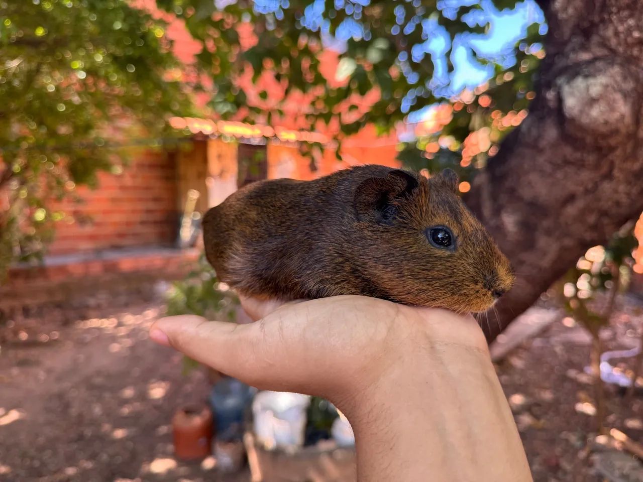 Porquinho da Índia  - Foto 5