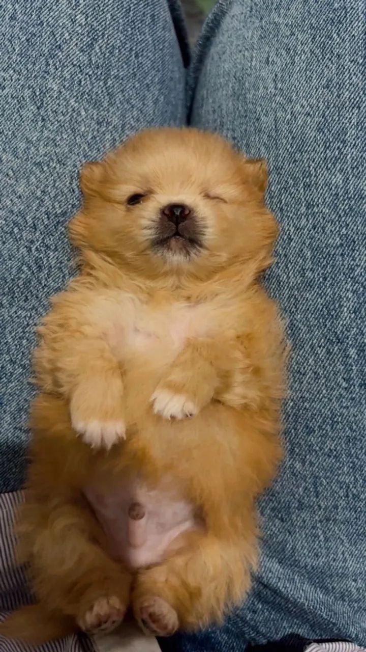 Filhotes Lulu da Pomerani - Foto 3