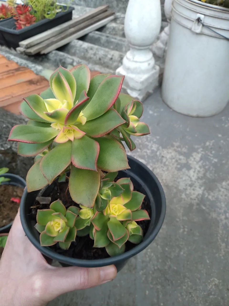 Suculenta Aeonium com bordas rosadas - Foto 2