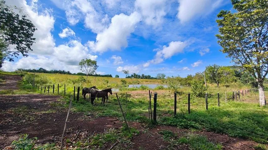 Fazenda de 333ha em Itapecuru Mirim - Foto 2