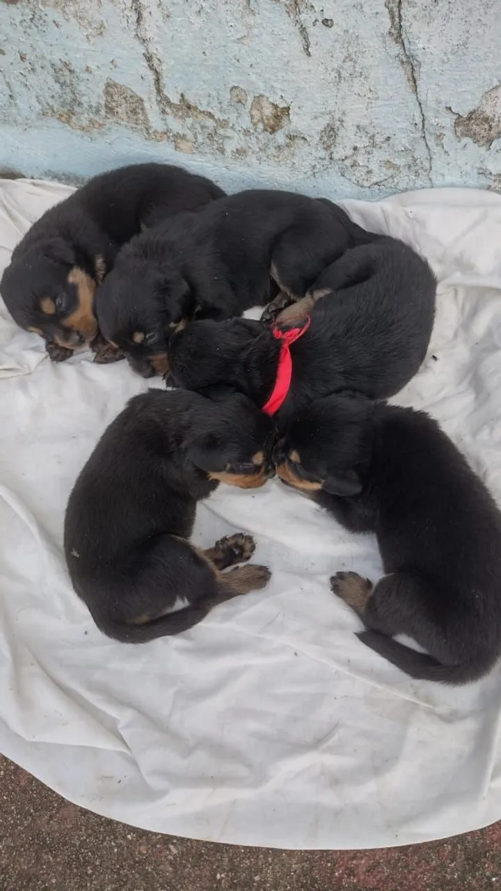 Filhotes de Rottweiler