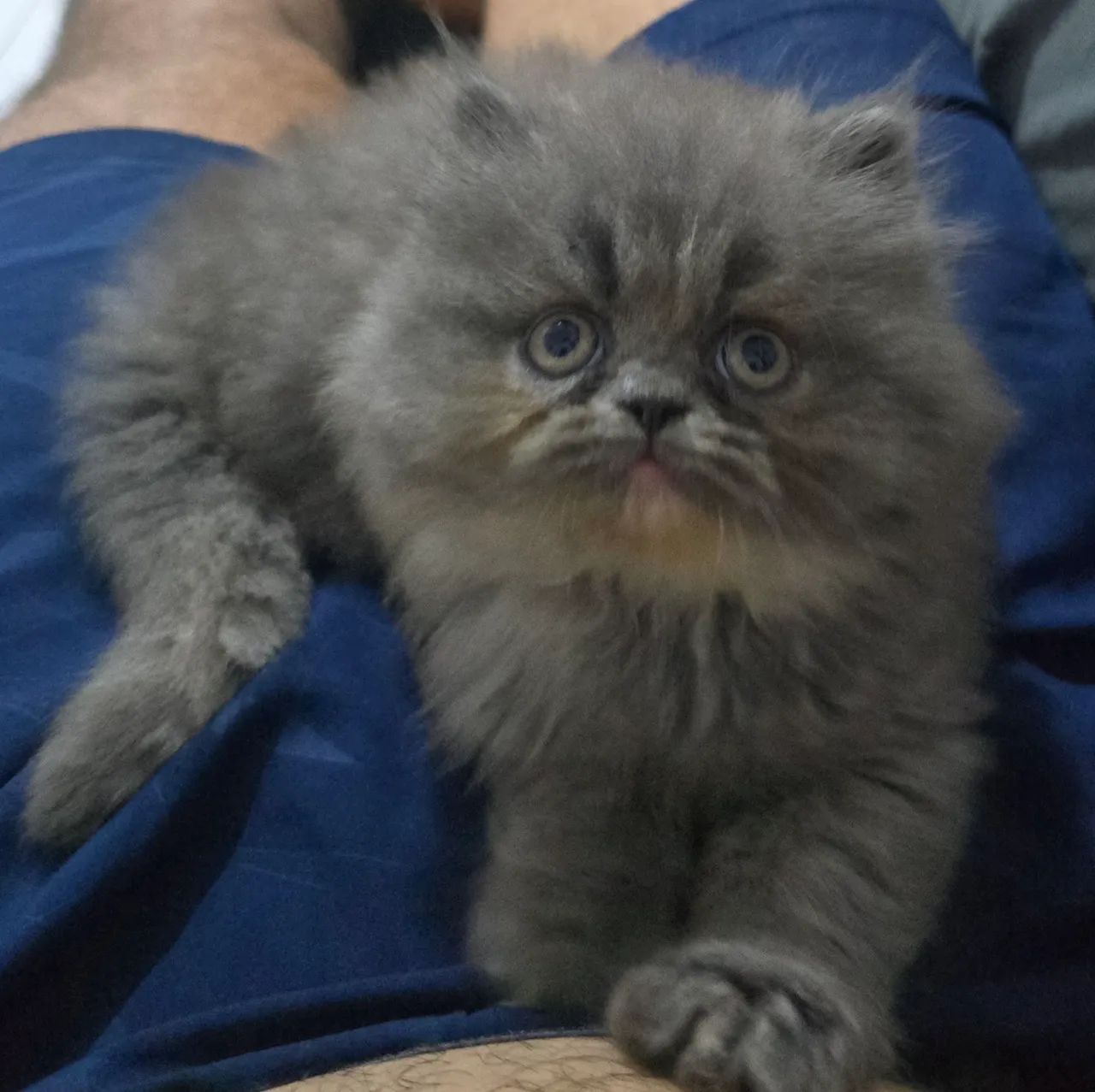 Linda Gatinja Persaà Venda 