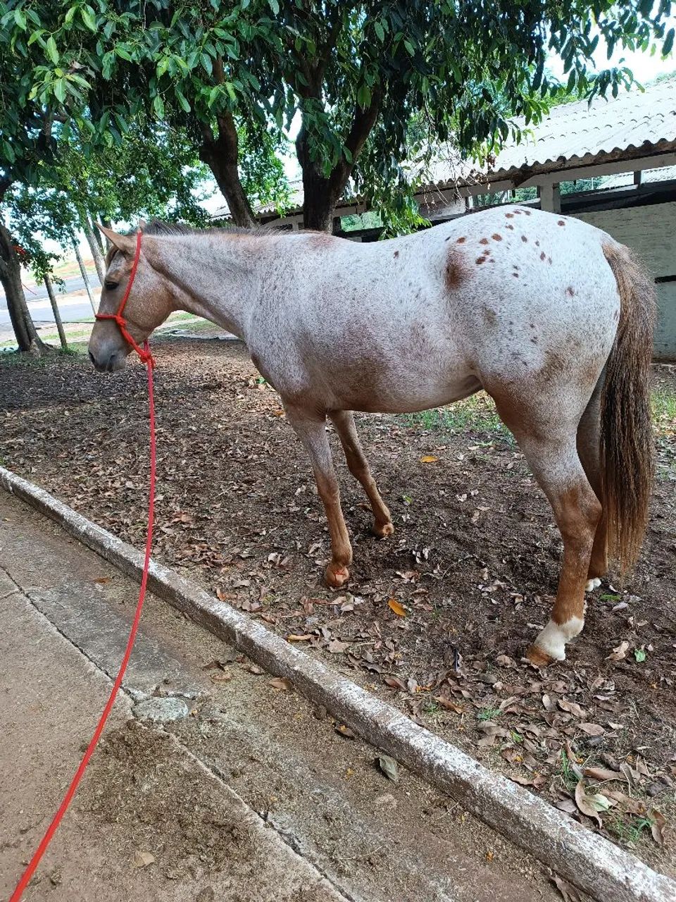 Vendo égua appaloosa