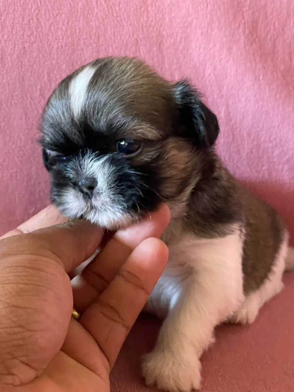 Filhote Shih Tzu fêmea