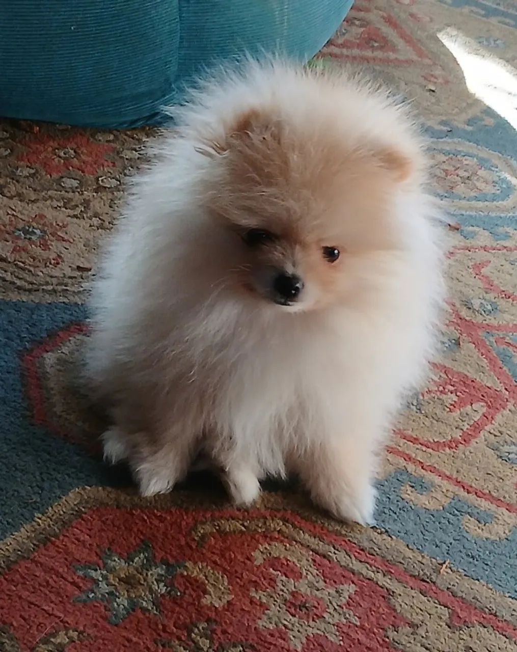 Bonitinhos femeas e machos Caozinhos bebes Spitz Alemao 