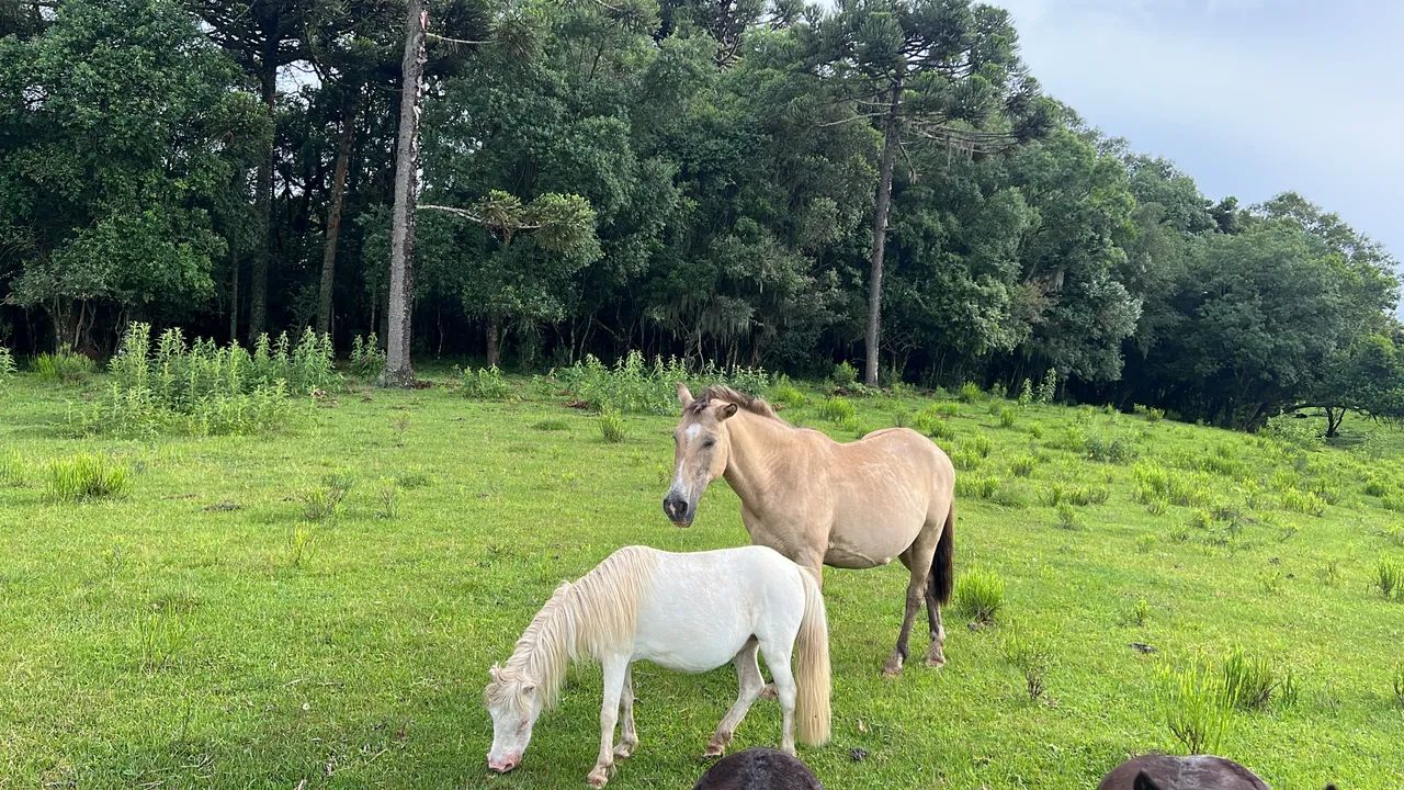 Vendo pônei fêmea albina 