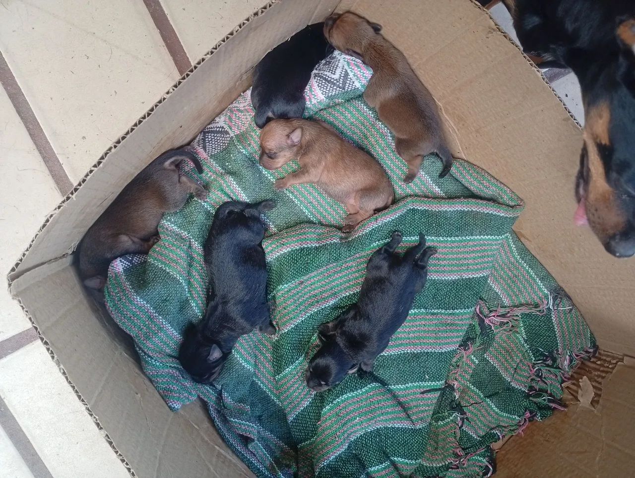 Filhotes de Pinscher - Foto 5
