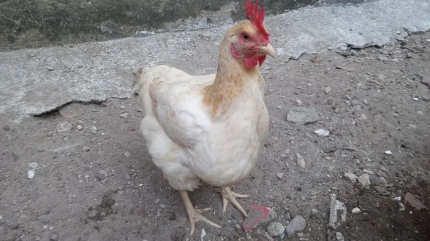 Galinha caipira bem robusta e boa poedeira
