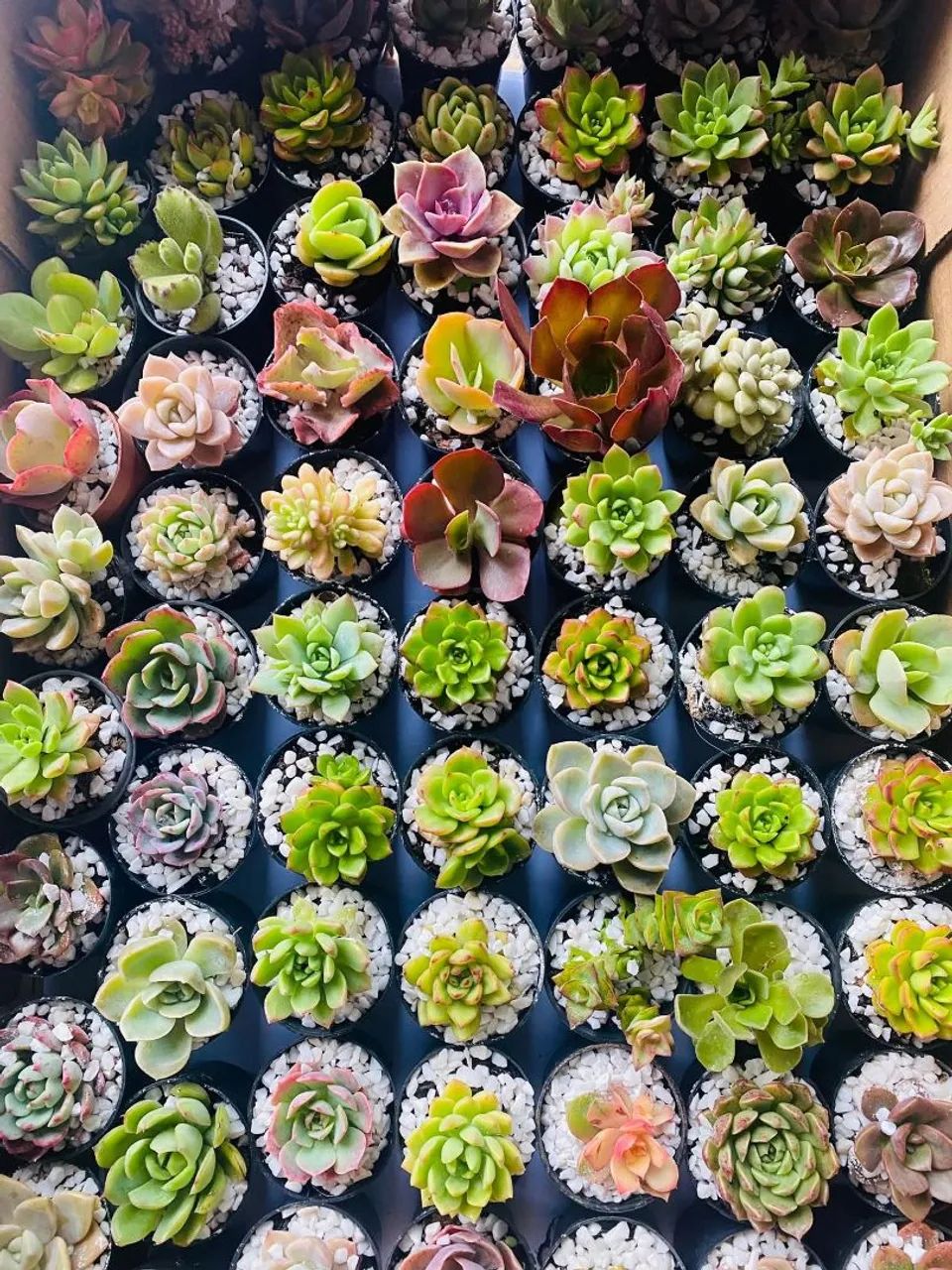 Suculentas 64294297664643123