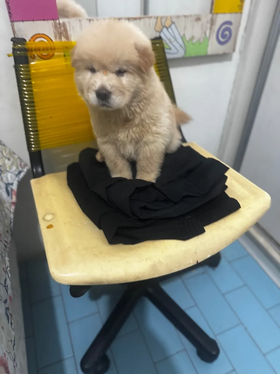 Linda filhote de Chow-Chow 