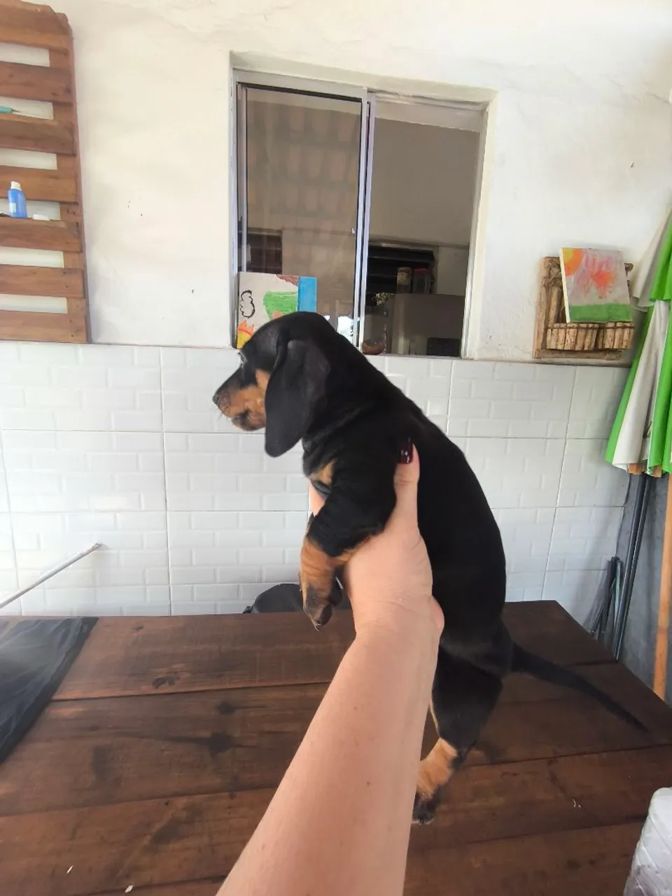 Basset Cofap o famoso salsichinha